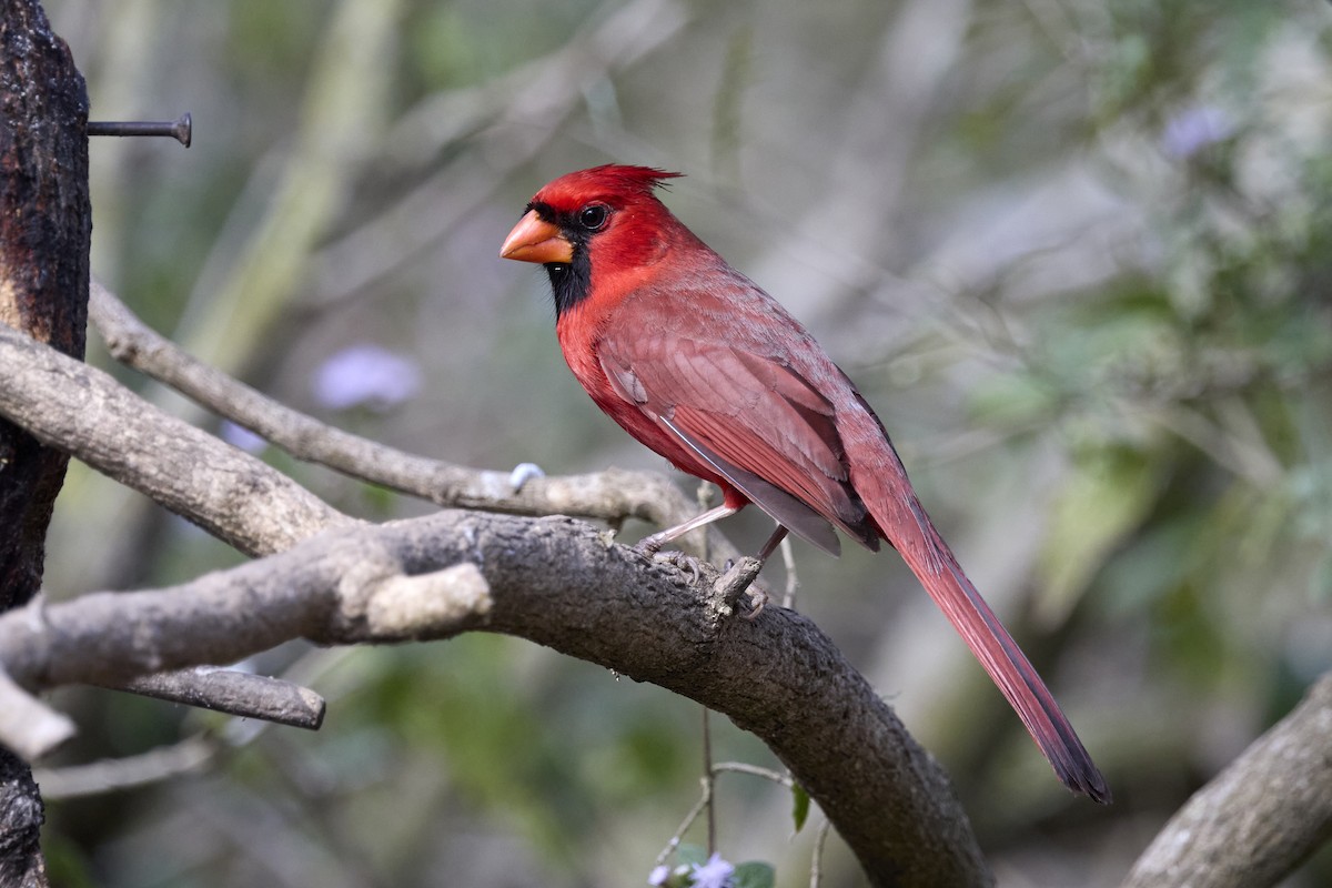 Northern Cardinal - ML631549307
