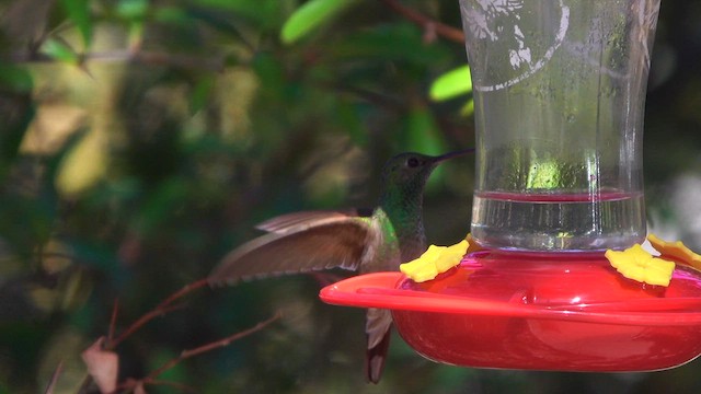 Berylline Hummingbird - ML631549308
