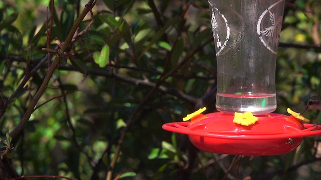 Berylline Hummingbird - ML631549327