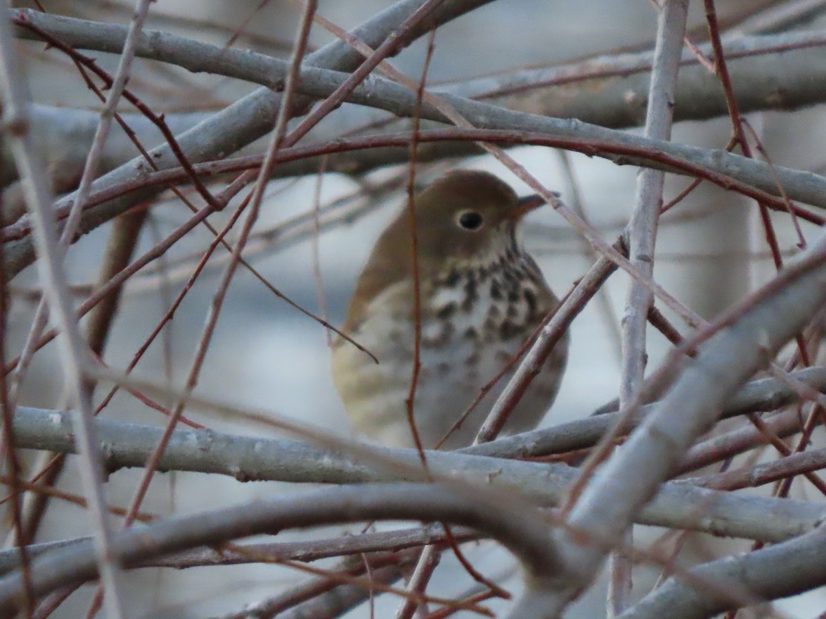 Hermit Thrush - ML631549402