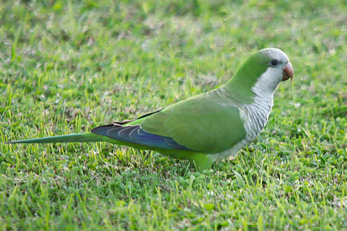 Monk Parakeet - ML631549472