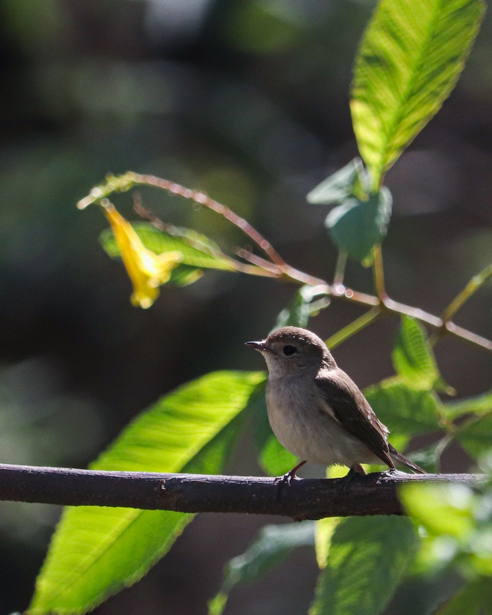 Red-breasted Flycatcher - ML631549521