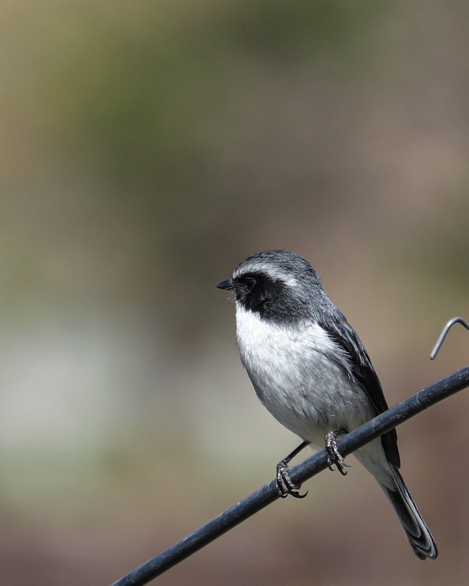 Gray Bushchat - ML631549536