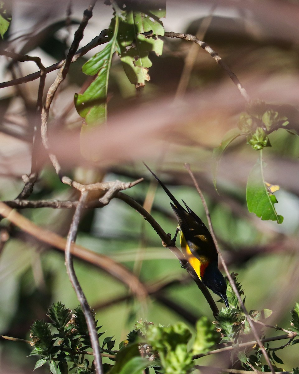 Green-tailed Sunbird - ML631549540