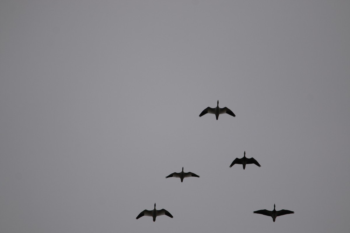 Ross's Goose - ML631549550