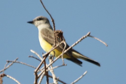 Western Kingbird - ML631549557