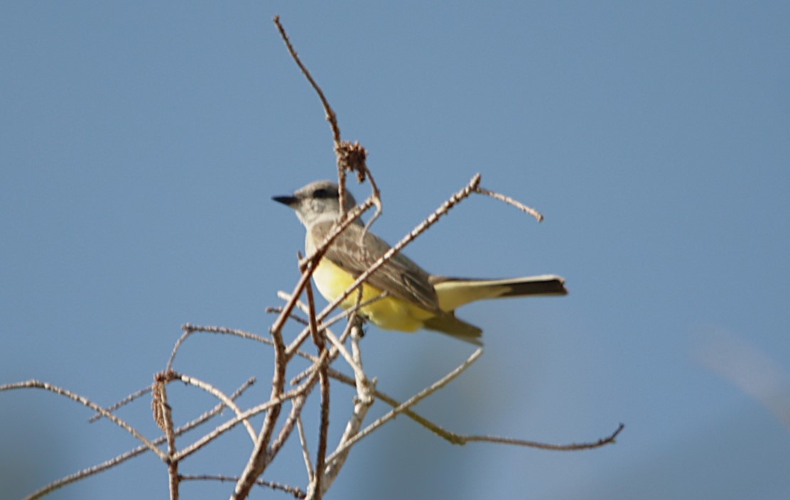 Western Kingbird - ML631549558