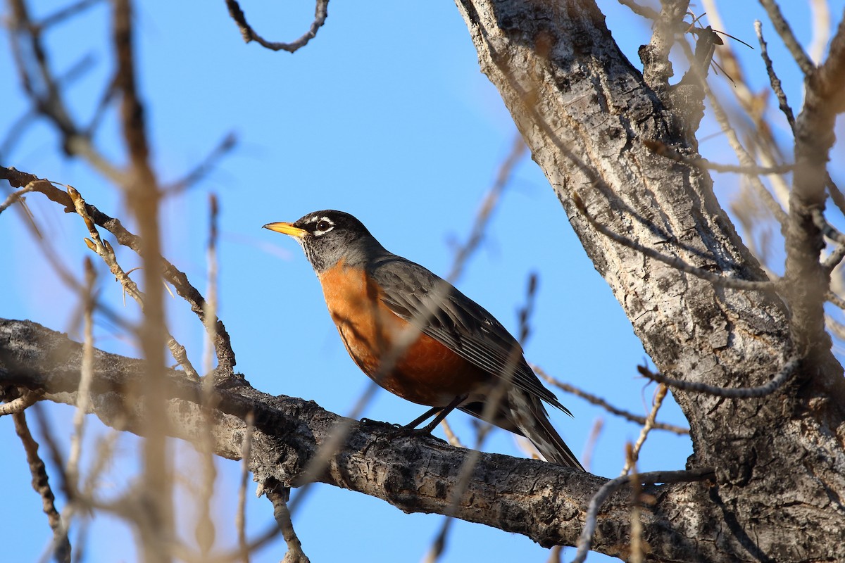 American Robin - ML631549572