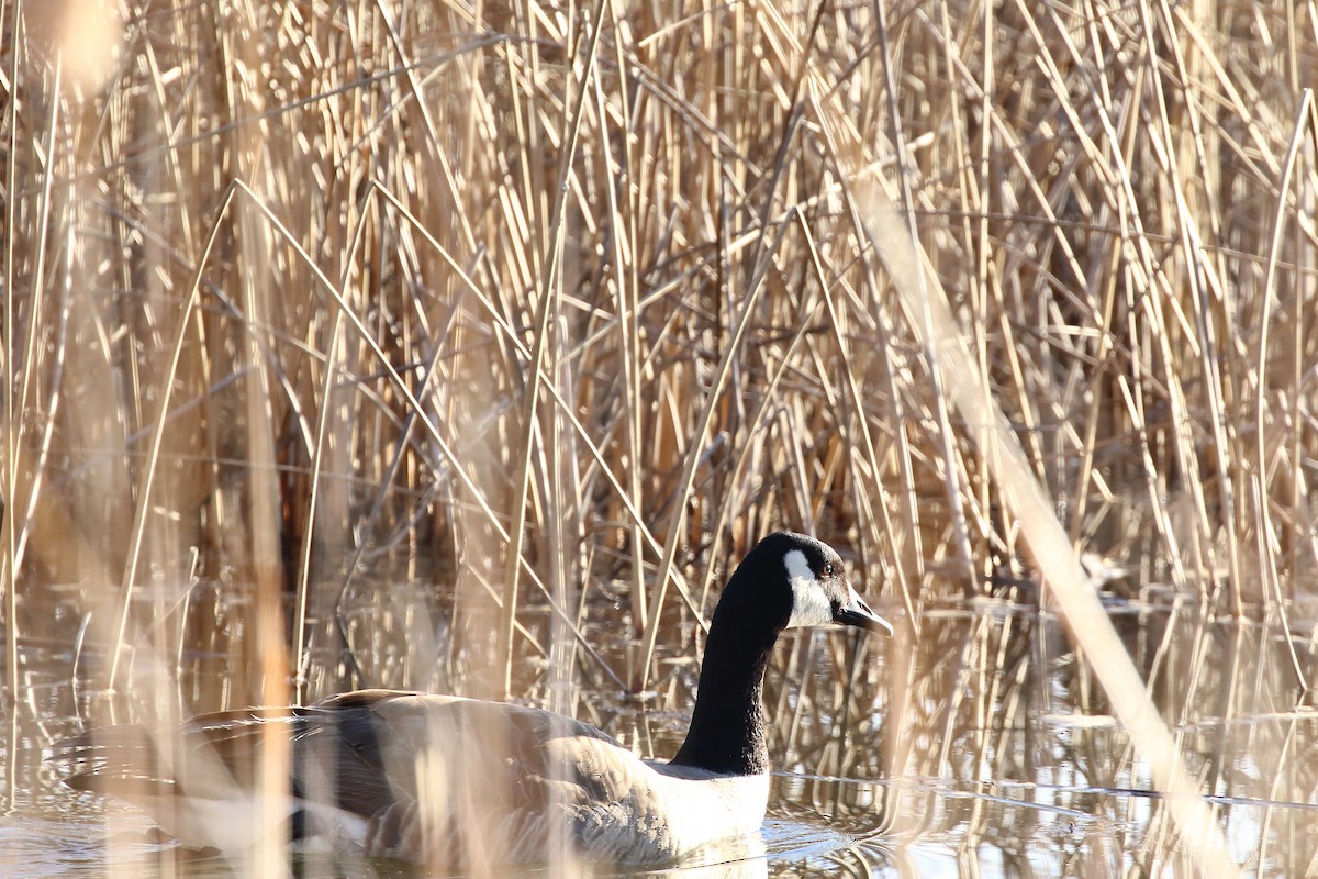 Canada Goose - ML631549595
