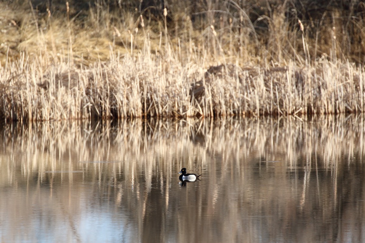 環頸潛鴨 - ML631549622