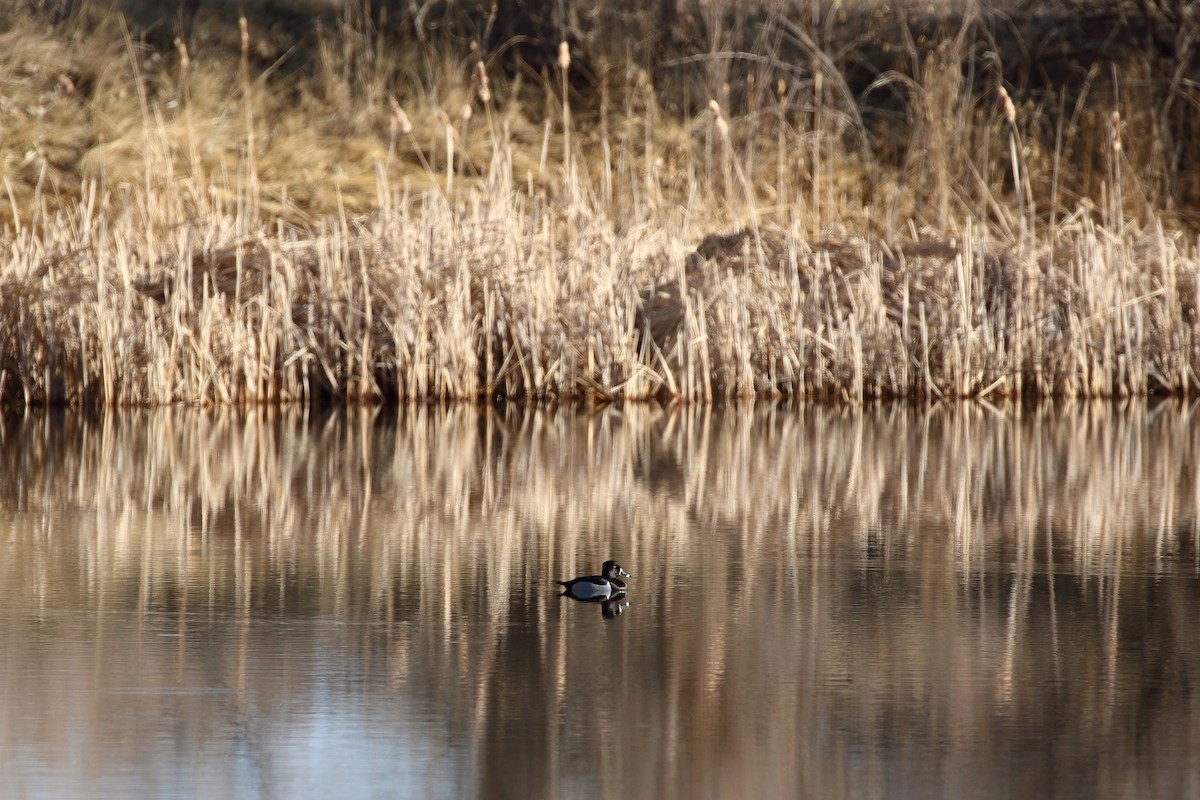 環頸潛鴨 - ML631549628
