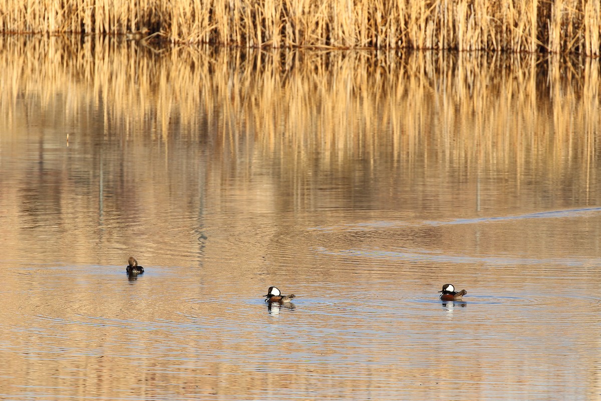 Hooded Merganser - ML631549644
