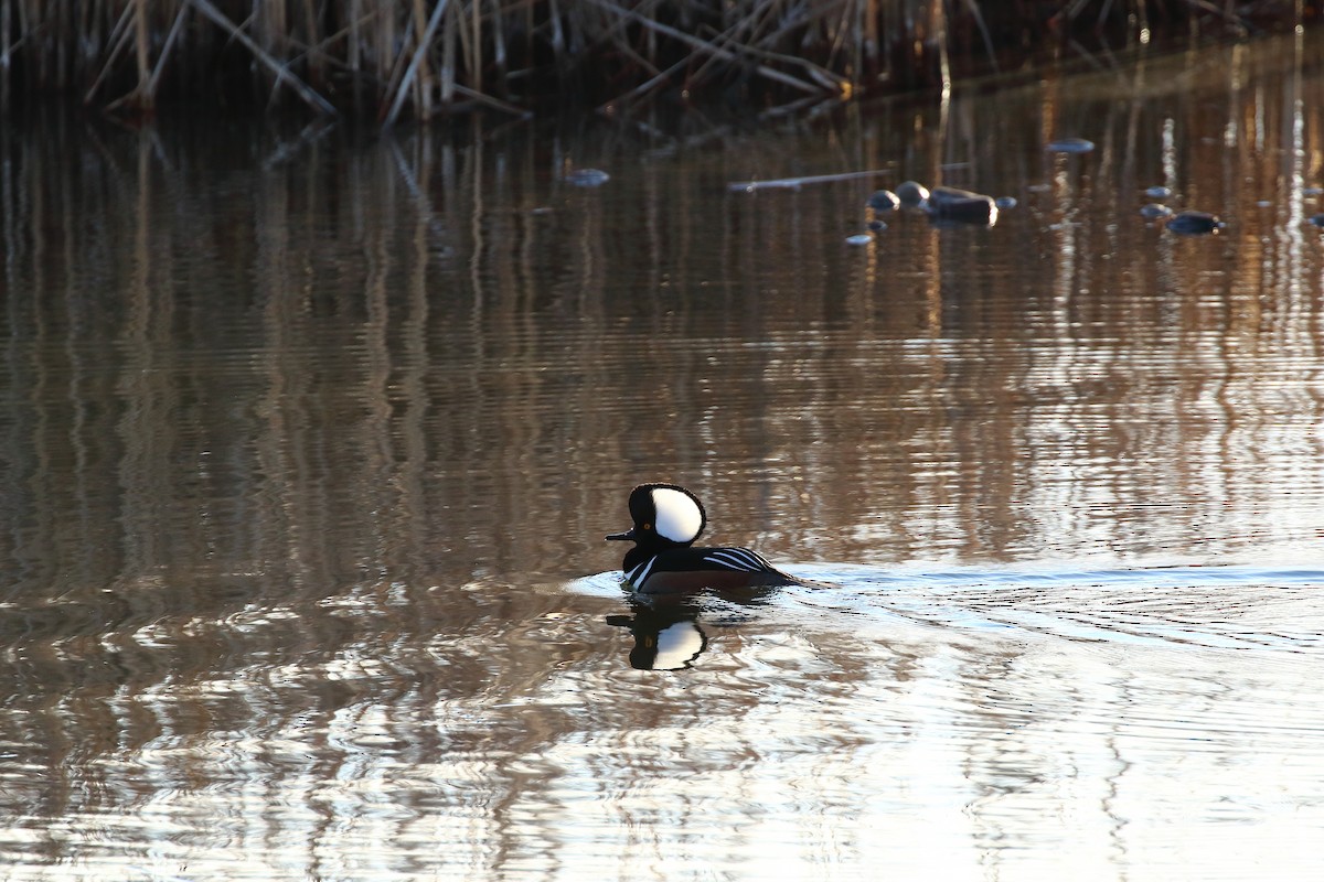 Hooded Merganser - ML631549656