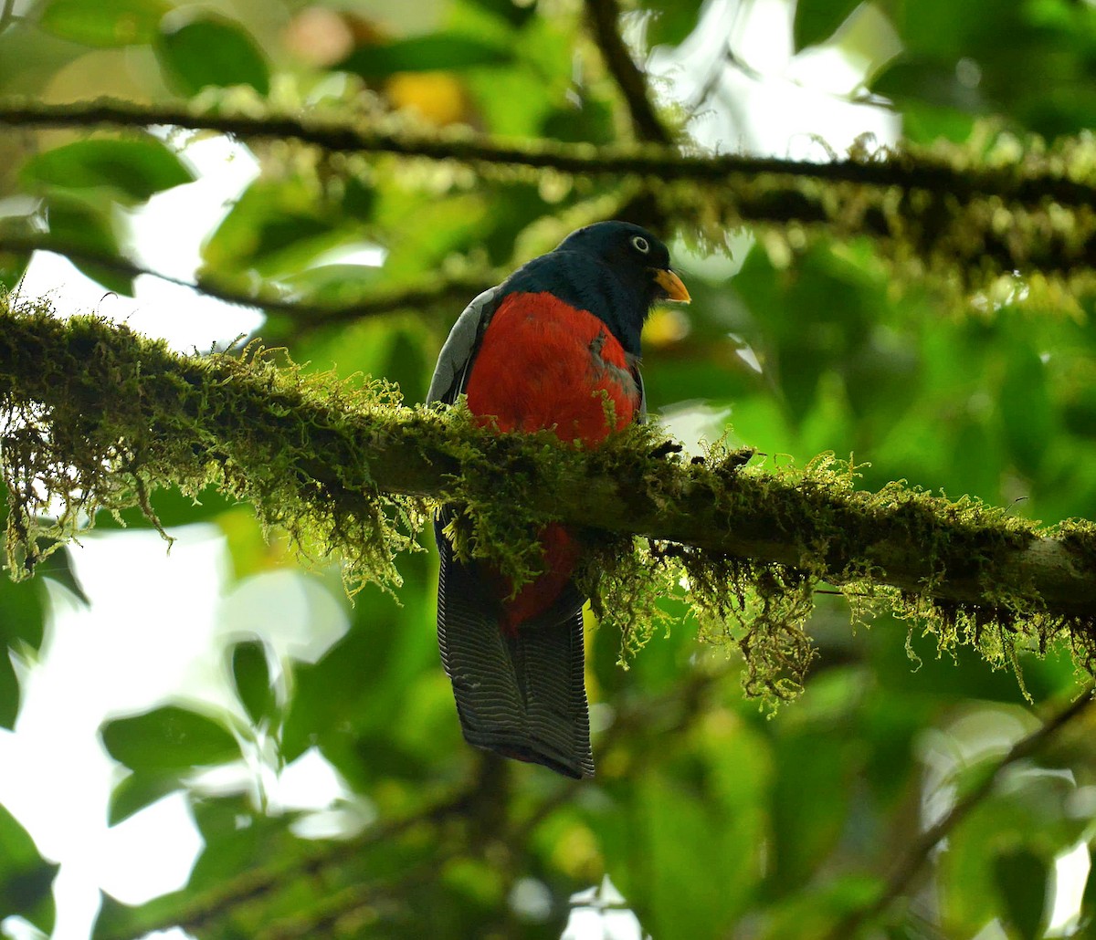 Lattice-tailed Trogon - ML631549750