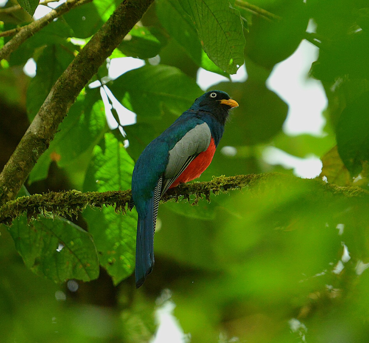 Lattice-tailed Trogon - ML631549752