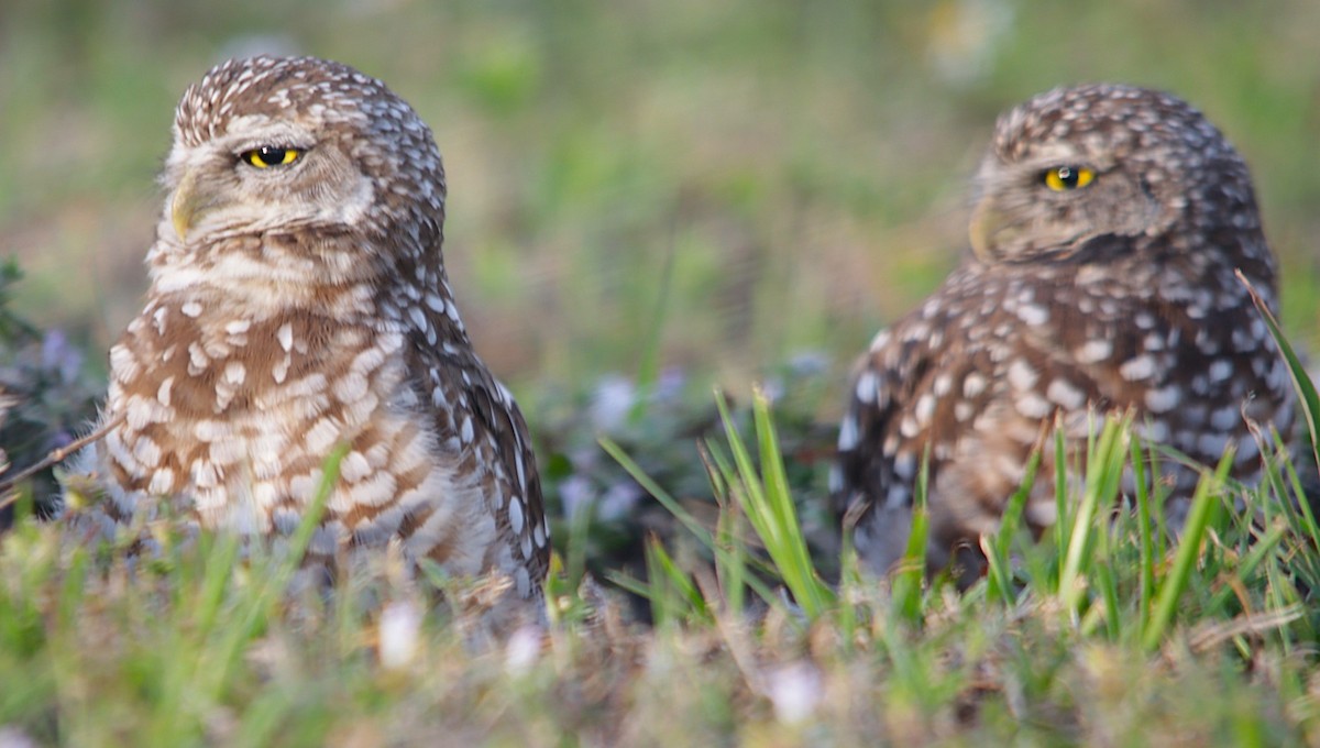 Burrowing Owl (Florida) - ML631549782