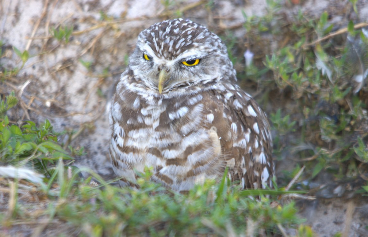 Burrowing Owl (Florida) - ML631549783