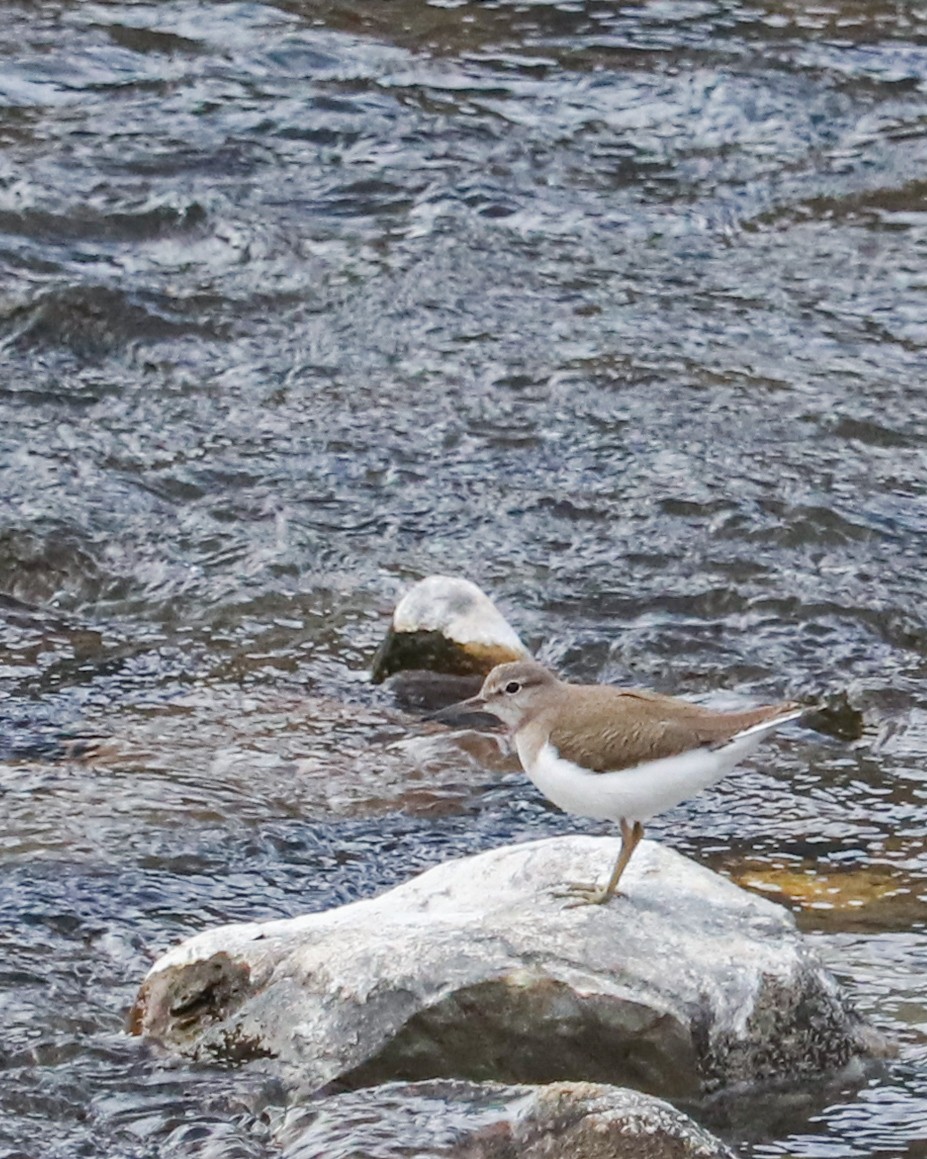 Common Sandpiper - ML631549895