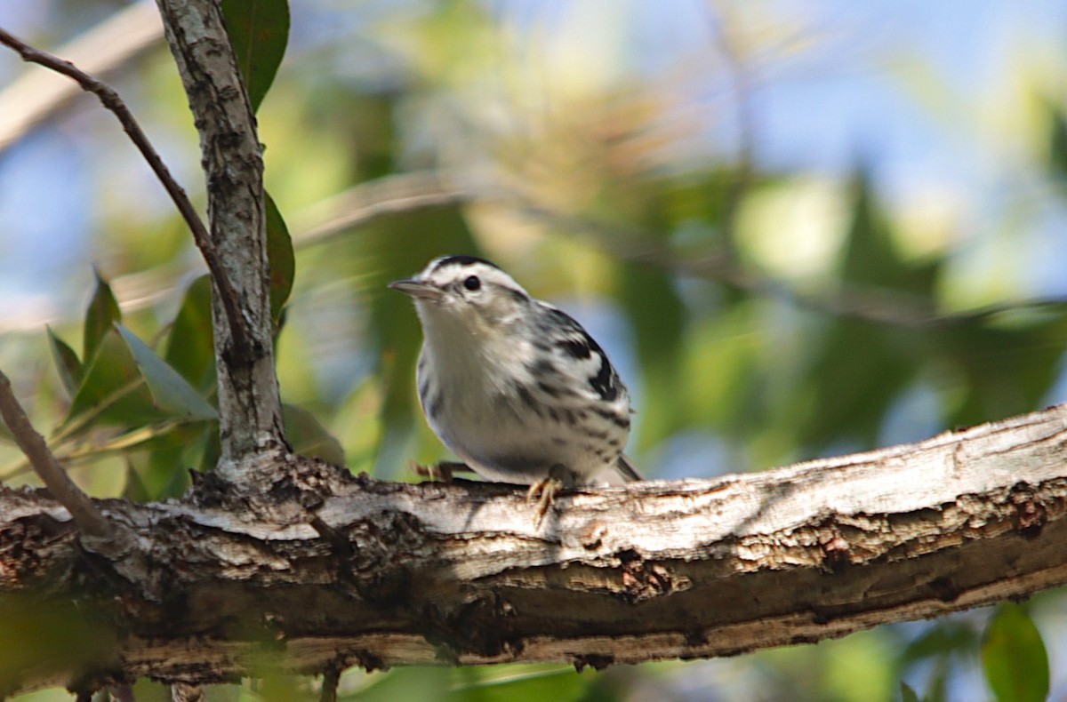 Black-and-white Warbler - ML631550102