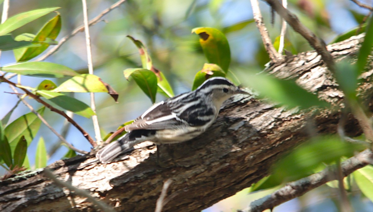 Black-and-white Warbler - ML631550103