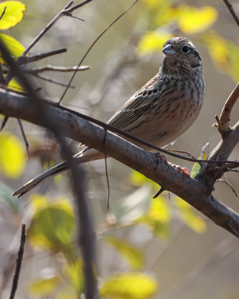 Bruant fou - ML631550175