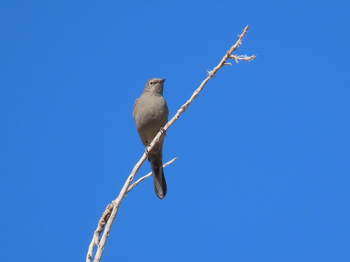 Townsend's Solitaire - ML631550206