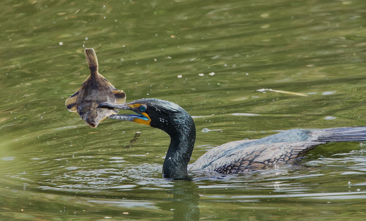Cormorán Orejudo - ML631550292