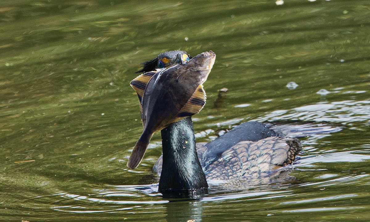 Cormorán Orejudo - ML631550298