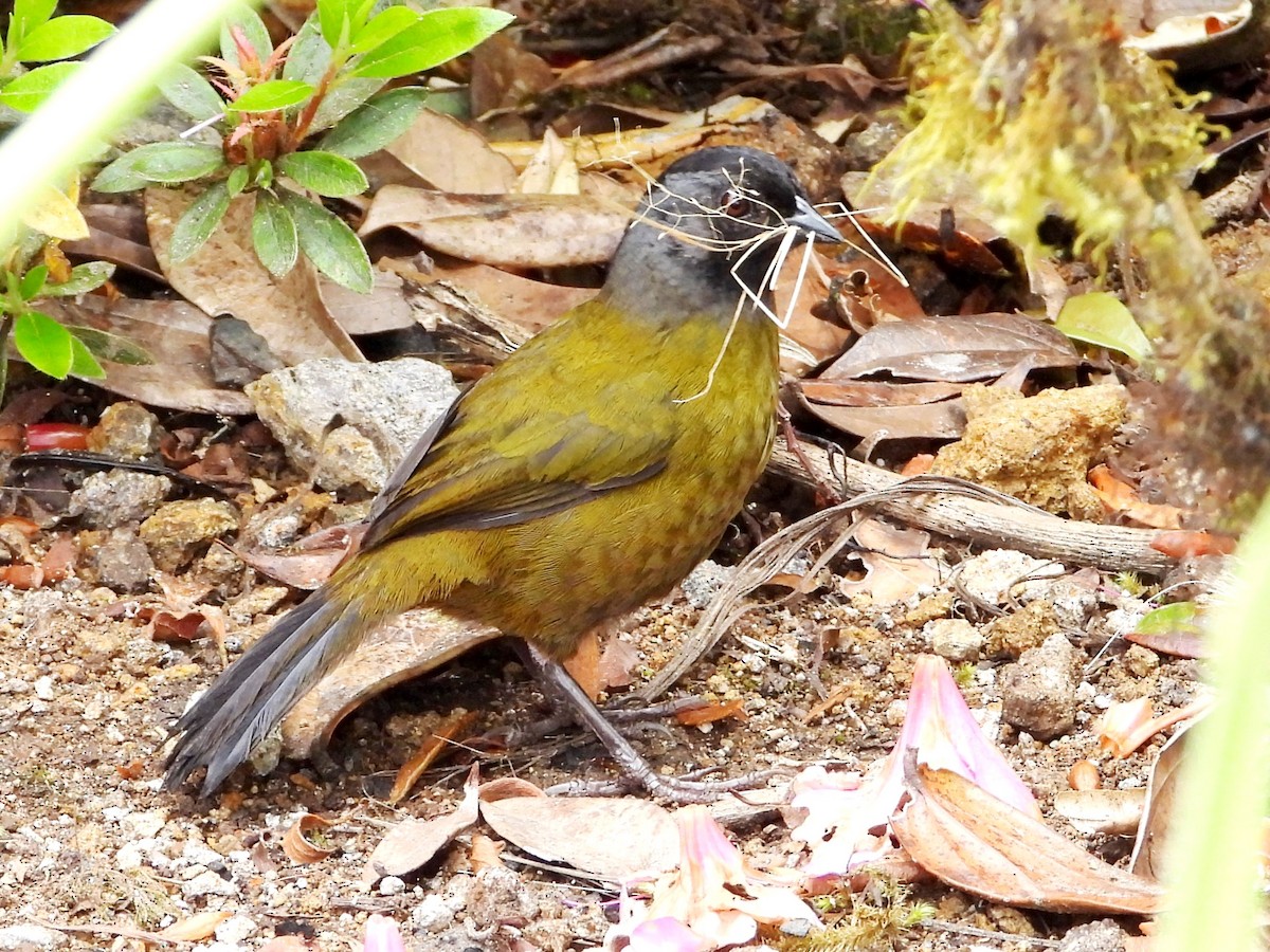 Large-footed Finch - ML631550300