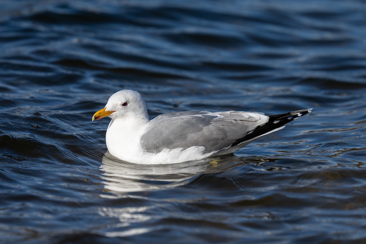 California Gull - ML631550539
