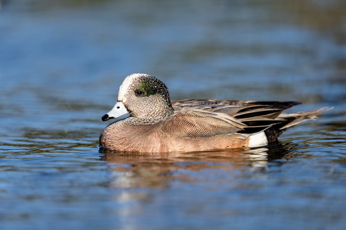 American Wigeon - ML631550574