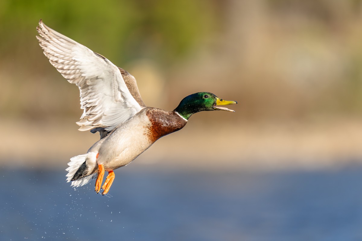 Mallard - ML631550583