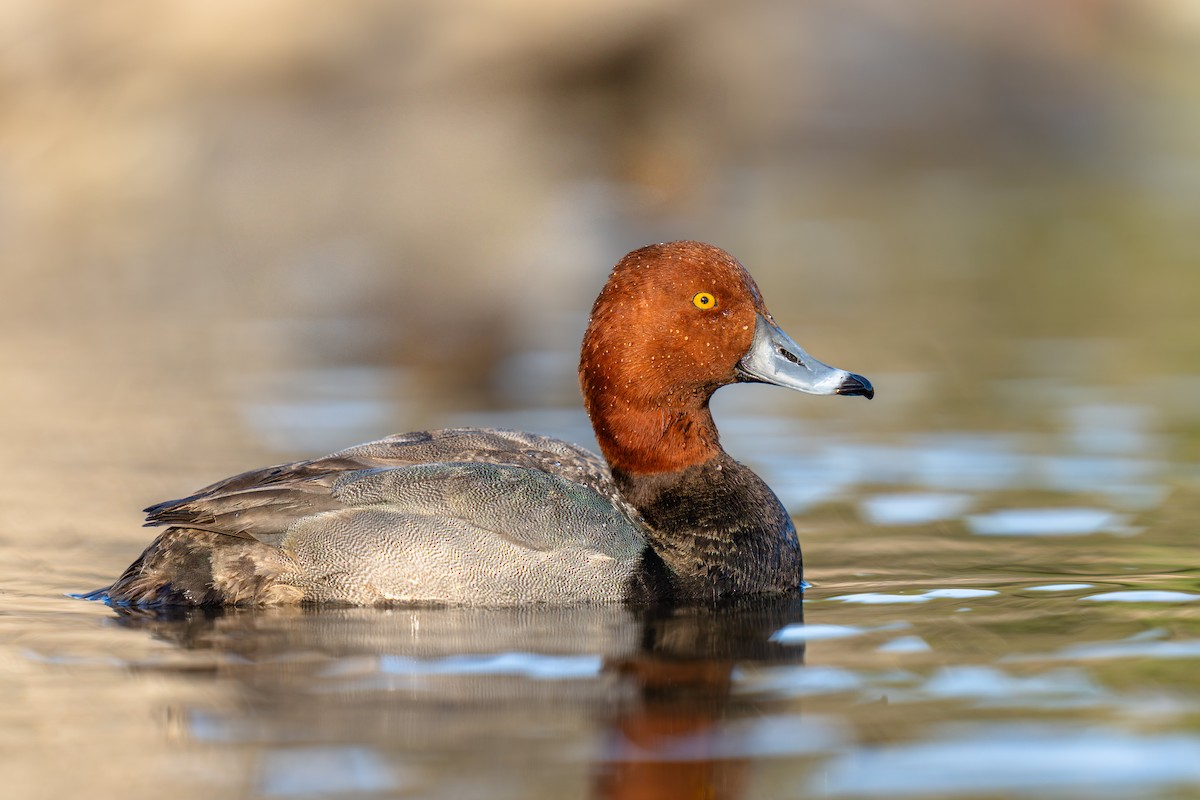 Redhead - ML631550590