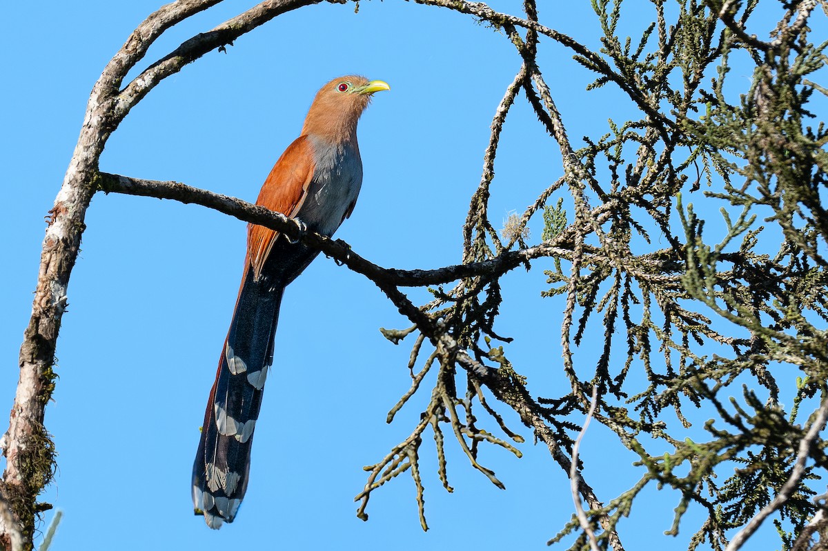 Common Squirrel-Cuckoo - ML631550625