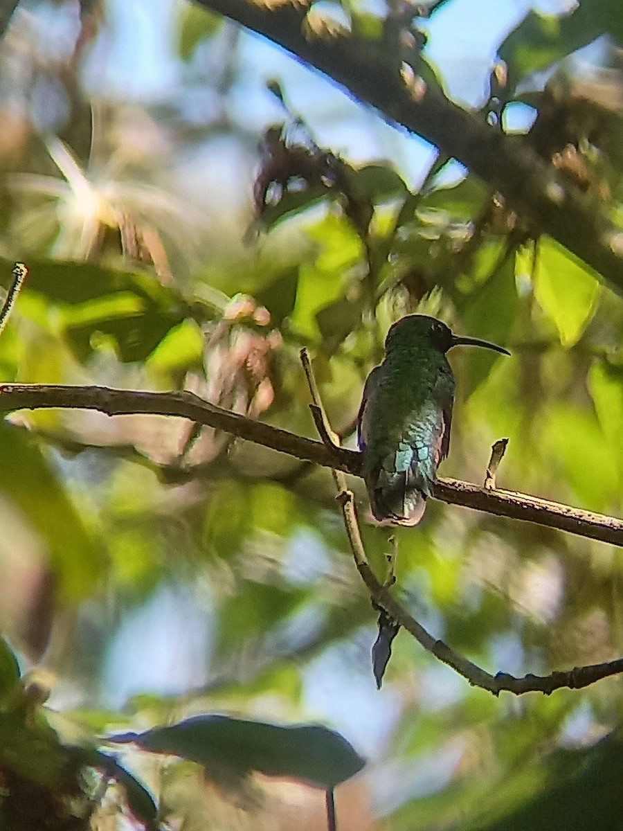 Mango de Veraguas - ML631550721