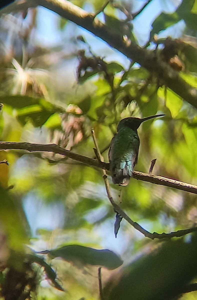Mango de Veraguas - ML631550722