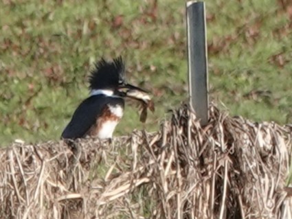 Belted Kingfisher - ML631551038