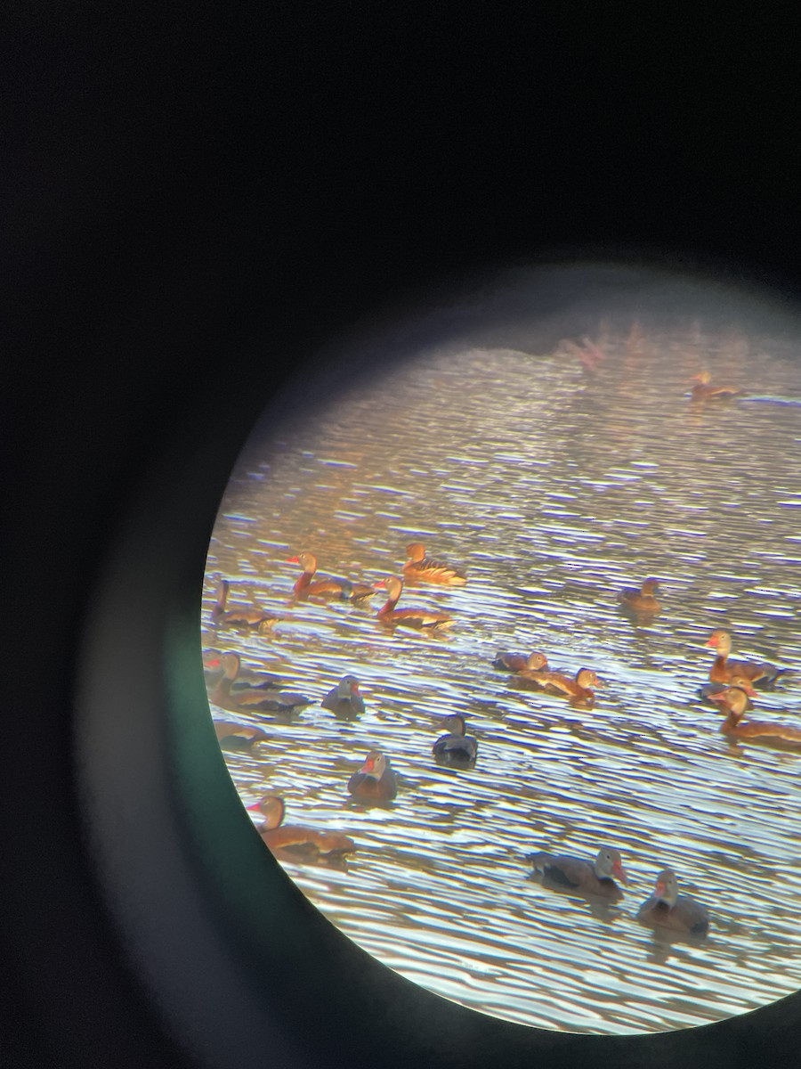 Fulvous Whistling-Duck - ML631551437