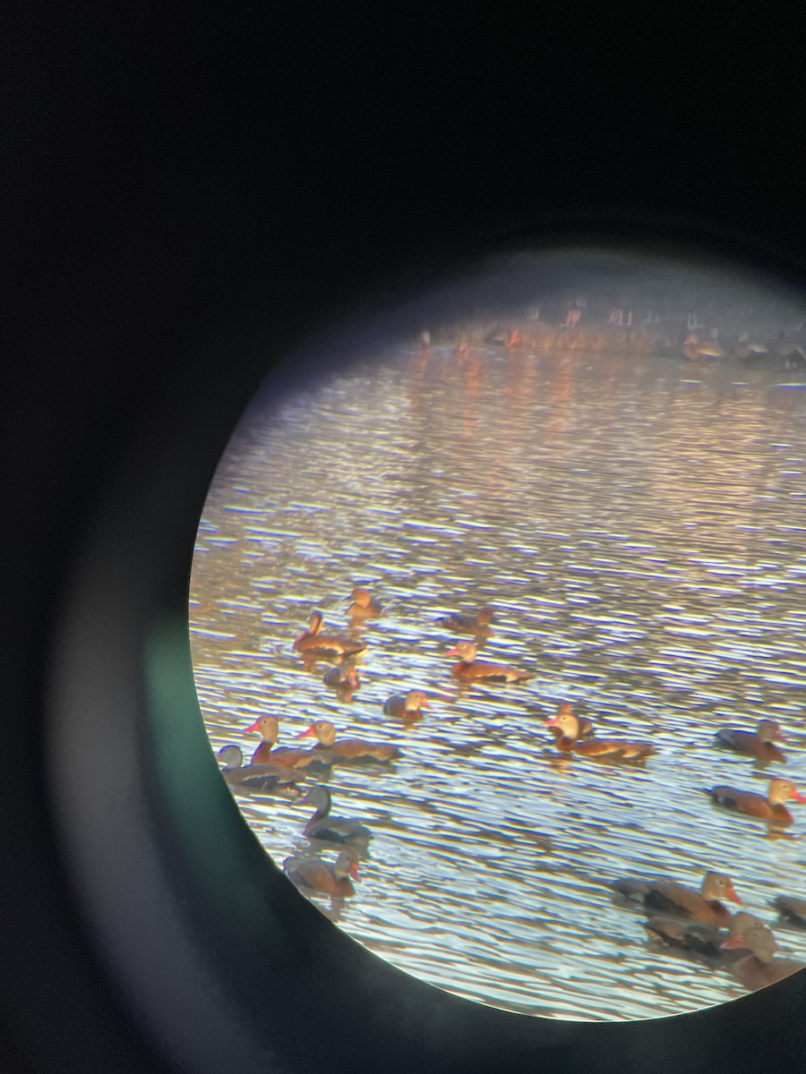 Fulvous Whistling-Duck - ML631551438