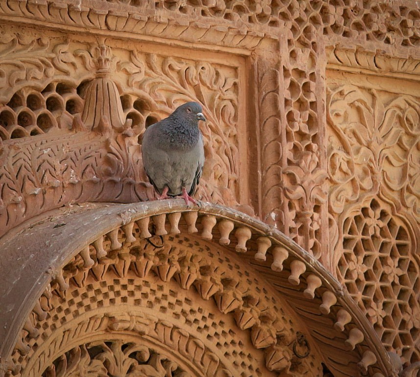Rock Pigeon (Feral Pigeon) - ML631551462