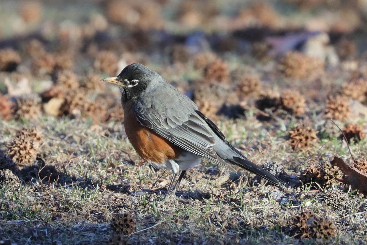 American Robin (migratorius Group) - ML631551489