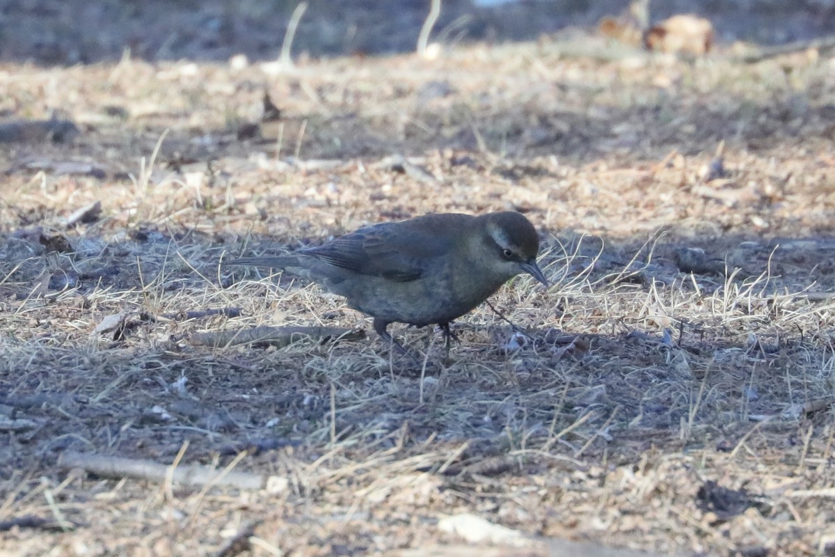 Rusty Blackbird - ML631551516