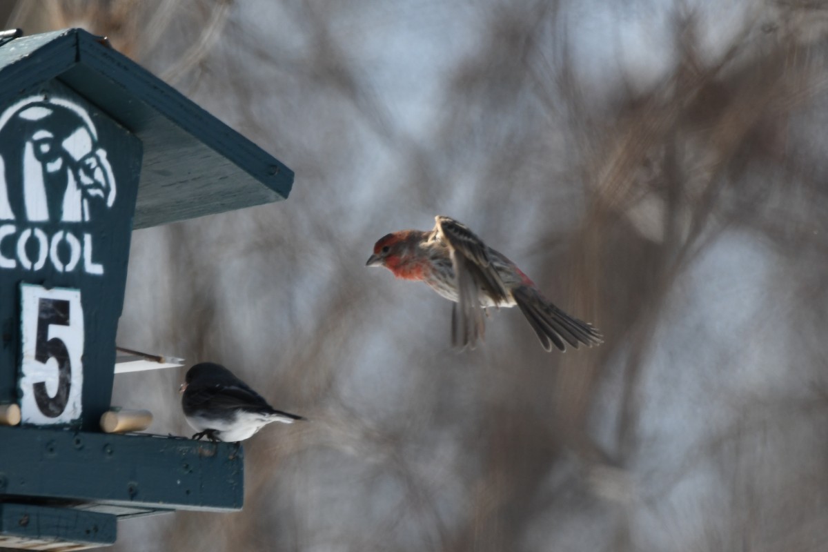 House Finch - ML631551588