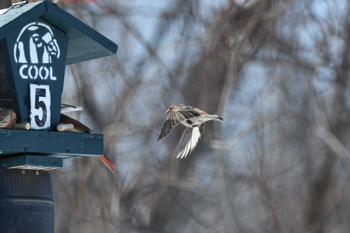 House Finch - ML631551589