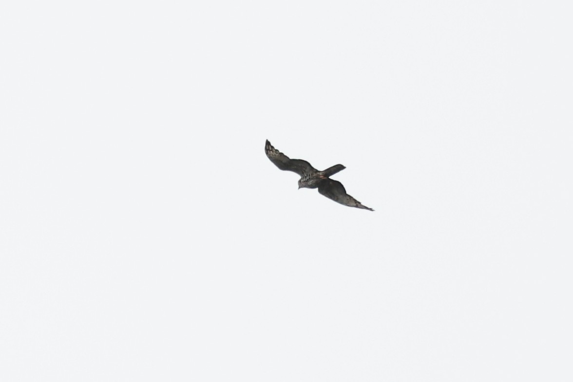 Barred Long-tailed Cuckoo - ML631552110