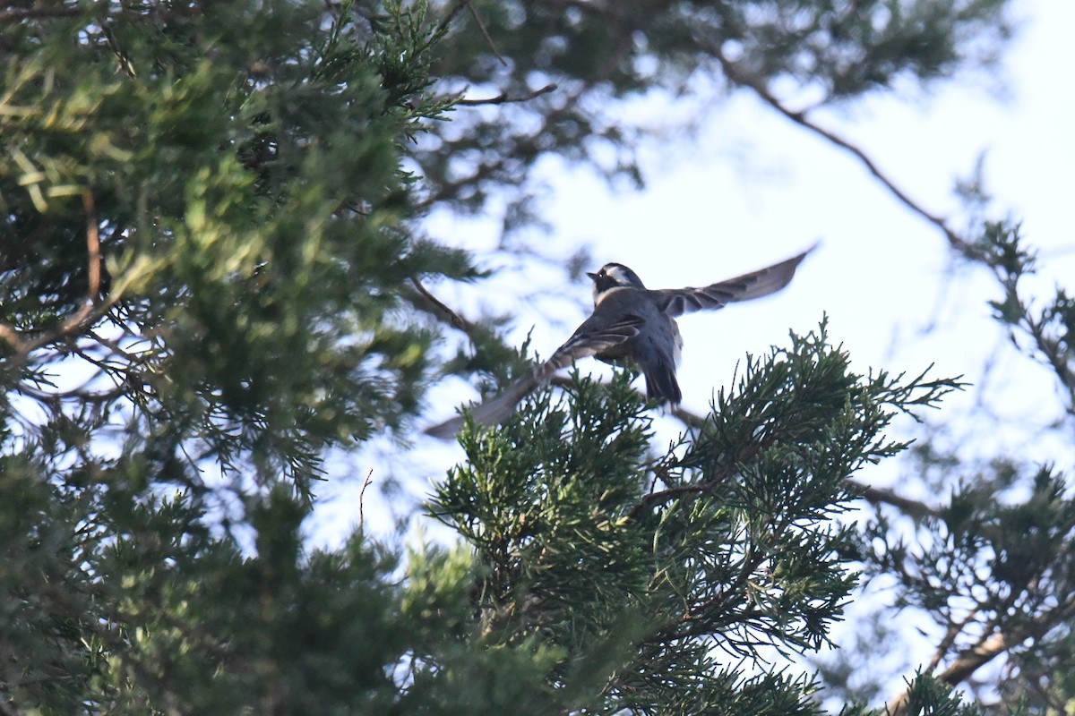 gråparula - ML631552115