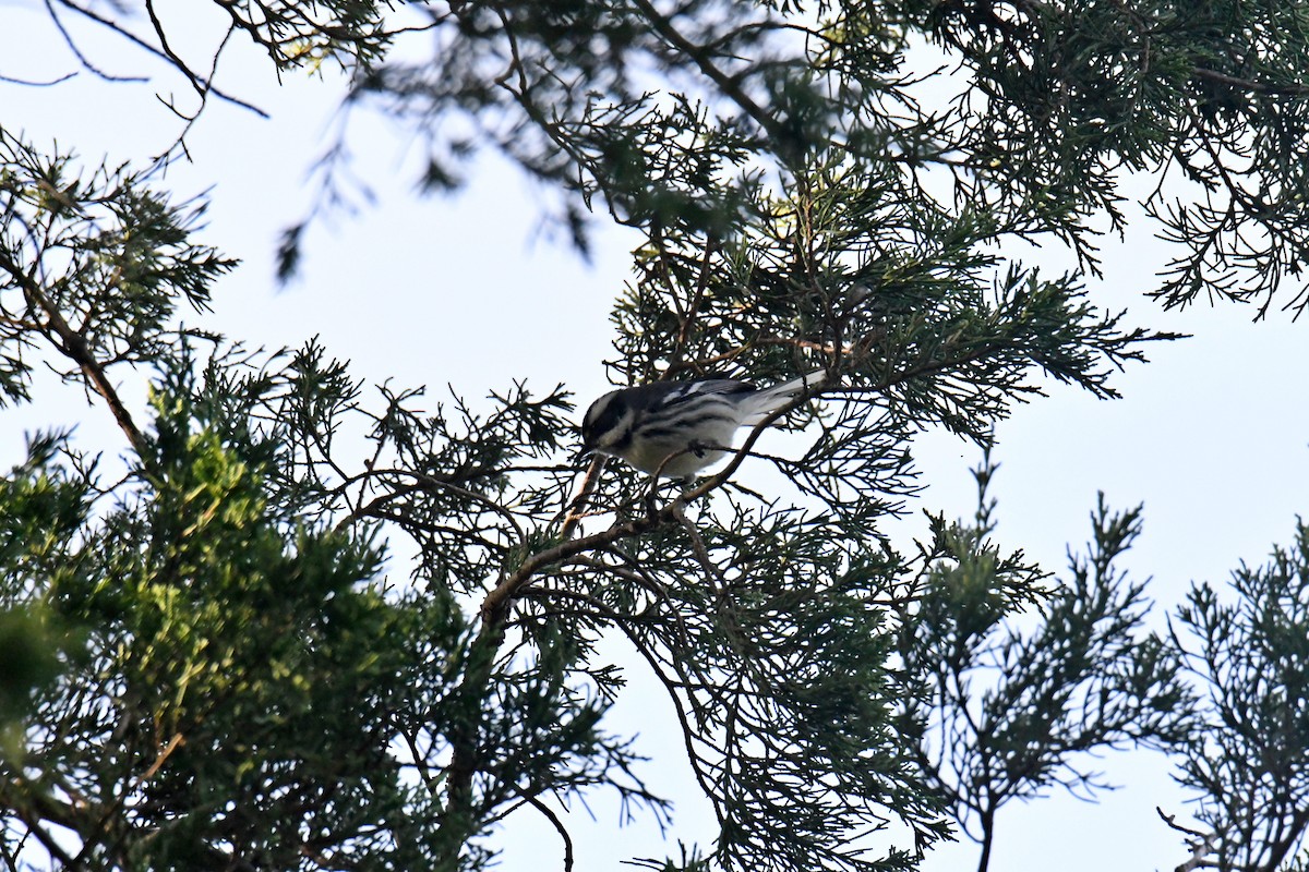 gråparula - ML631552122