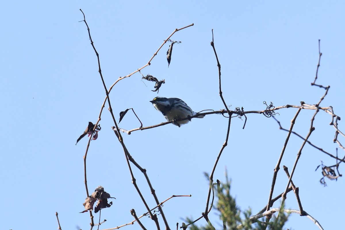 gråparula - ML631552131