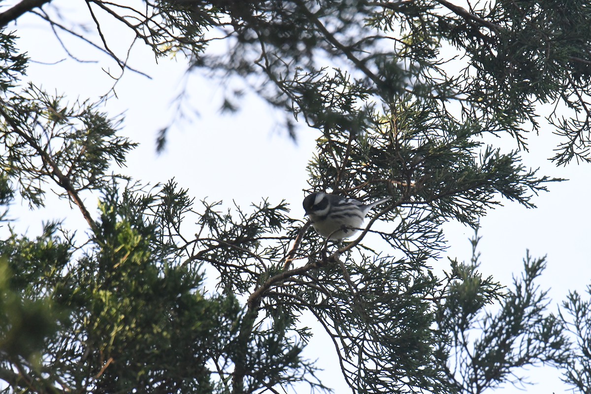 gråparula - ML631552132