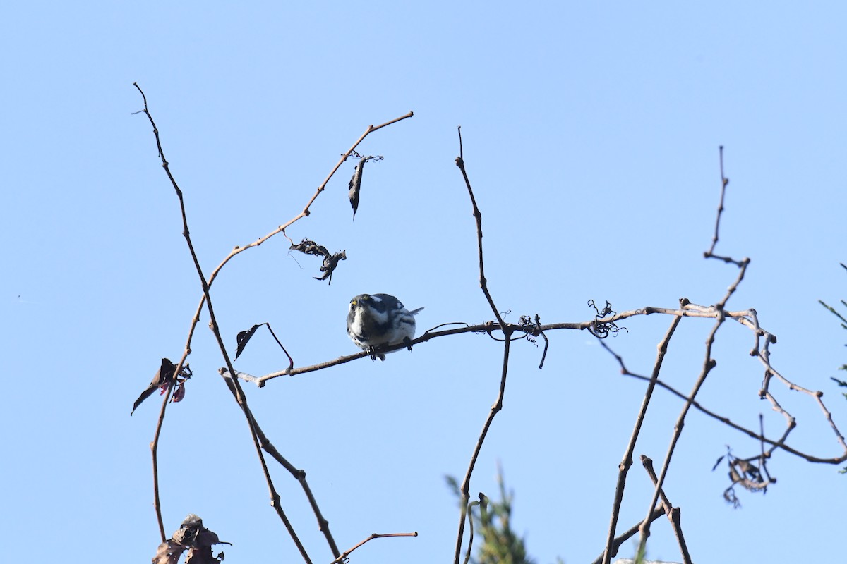 gråparula - ML631552138